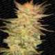 3 UND FEM - ICE CREAM * PARADISE SEEDS 3 UND FEMINIZADAS