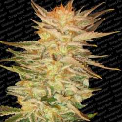 3 UND FEM - ICE CREAM * PARADISE SEEDS 3 UND FEMINIZADAS