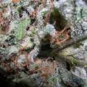 6 UND FEM - CHAMPIONS PACK INDICA * PARADISE SEEDS 6 UND FEMINIZADAS