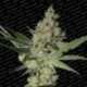 3 UND FEM - ACID * PARADISE SEEDS 3 UND FEMINIZADAS