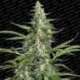 3 UND FEM - PANDORA * PARADISE SEEDS 3 UND FEMINIZADAS