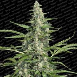 3 UND FEM - PANDORA * PARADISE SEEDS 3 UND FEMINIZADAS