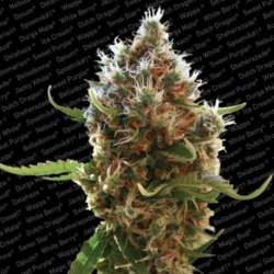 3 UND FEM - LUCID BOLT * PARADISE SEEDS 3 UND FEMINIZADAS