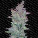 3 UND FEM - VERTIGO * PARADISE SEEDS 3 UND FEMINIZADAS