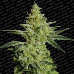 3 UND FEM - ALLKUSH * PARADISE SEEDS 3 UND FEMINIZADAS