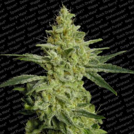 3 UND FEM - ALLKUSH * PARADISE SEEDS 3 UND FEMINIZADAS