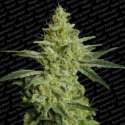 3 UND FEM - ALLKUSH * PARADISE SEEDS 3 UND FEMINIZADAS