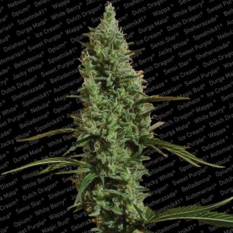 3 UND FEM - ATOMICAL HAZE * PARADISE SEEDS 3 UND FEMINIZADAS