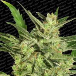 3 UND FEM - AUTOMARIA II * PARADISE SEEDS 3 UND FEMINIZADAS