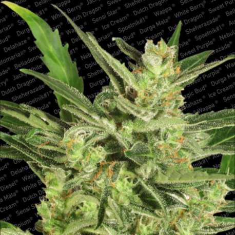 3 UND FEM - AUTOMARIA II * PARADISE SEEDS 3 UND FEMINIZADAS