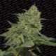 3 UND FEM - ORIGINAL CHEESE * PARADISE SEEDS 3 UND FEMINIZADAS