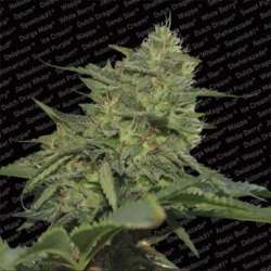 3 UND FEM - ORIGINAL CHEESE * PARADISE SEEDS 3 UND FEMINIZADAS