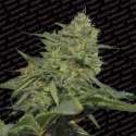 3 UND FEM - ORIGINAL CHEESE * PARADISE SEEDS 3 UND FEMINIZADAS