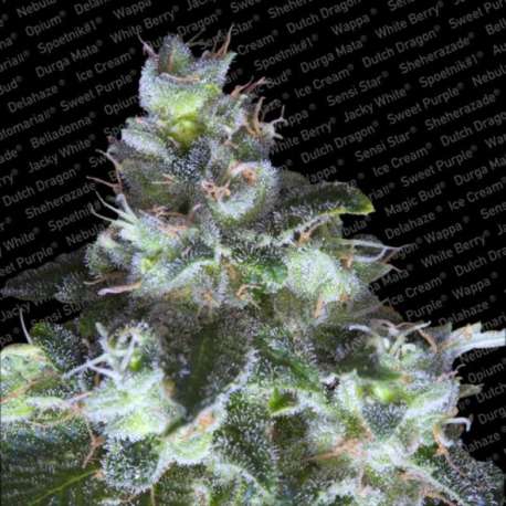 3 UND FEM - ORIGINAL WHITE WIDOW * PARADISE SEEDS 3 UND FEMINIZADAS