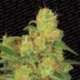 3 UND FEM - AUTO ACID * PARADISE SEEDS 3 UND FEMINIZADAS