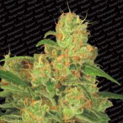 3 UND FEM - AUTO ACID * PARADISE SEEDS 3 UND FEMINIZADAS