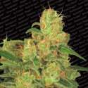 3 UND FEM - AUTO ACID * PARADISE SEEDS 3 UND FEMINIZADAS