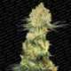 3 UND FEM - AUTO WAPPA * PARADISE SEEDS 3 UND FEMINIZADAS