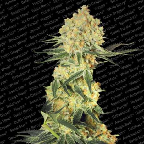 3 UND FEM - AUTO WAPPA * PARADISE SEEDS 3 UND FEMINIZADAS