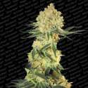 3 UND FEM - AUTO WAPPA * PARADISE SEEDS 3 UND FEMINIZADAS