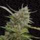3 UND FEM - AUTO WHITE BERRY * PARADISE SEEDS 3 UND FEMINIZADAS