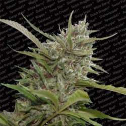3 UND FEM - AUTO WHITE BERRY * PARADISE SEEDS 3 UND FEMINIZADAS