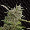 3 UND FEM - AUTO WHITE BERRY * PARADISE SEEDS 3 UND FEMINIZADAS