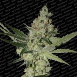 5 UND FEM - ACID * PARADISE SEEDS FENINIZADA 5 UND FEM