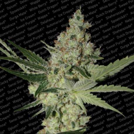 5 UND FEM - ACID * PARADISE SEEDS FENINIZADA 5 UND FEM