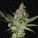 5 UND FEM - ACID * PARADISE SEEDS FENINIZADA 5 UND FEM