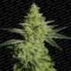 5 UND FEM - ALLKUSH * PARADISE SEEDS 5 UND FEMINIZADAS