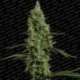 5 UND FEM - ATOMICAL HAZE * PARADISE SEEDS 5 UND FEMINIZADAS