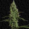 5 UND FEM - ATOMICAL HAZE * PARADISE SEEDS 5 UND FEMINIZADAS