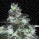 5 UND FEM - ORIGINAL WHITE WIDOW * PARADISE SEEDS 5 UND FEMINIZADAS