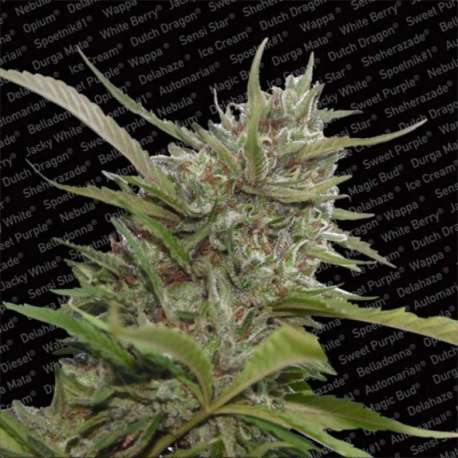 5 UND FEM - AUTO WHITE BERRY * PARADISE SEEDS FEMINIZADA