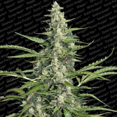 10 UND FEM - PANDORA * PARADISE SEEDS 10 UND FEMINIZADAS