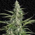 10 UND FEM - PANDORA * PARADISE SEEDS 10 UND FEMINIZADAS