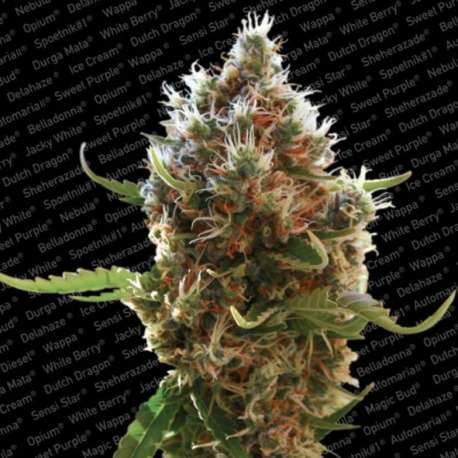 10 UND FEM - LUCID BOLT * PARADISE SEEDS 10 UND FEMINIZADAS