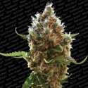 10 UND FEM - LUCID BOLT * PARADISE SEEDS 10 UND FEMINIZADAS