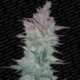 10 UND FEM- VERTIGO * PARADISE SEEDS 10 UND FEMINIZADAS