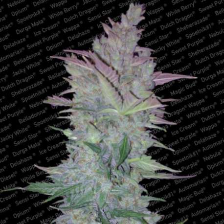 10 UND FEM- VERTIGO * PARADISE SEEDS 10 UND FEMINIZADAS