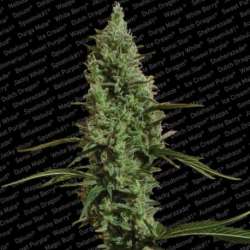 10 UND FEM - ATOMICAL HAZE * PARADISE SEEDS 10 UND FEMINIZADAS