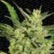 10 UND FEM - AUTOMARIA II * PARADISE SEEDS 10 UND FEMINIZADAS