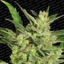 10 UND FEM - AUTOMARIA II * PARADISE SEEDS 10 UND FEMINIZADAS