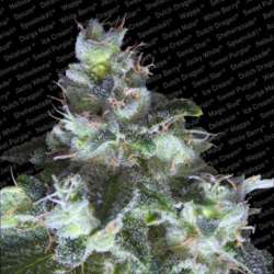 10 UND FEM - ORIGINAL WHITE WIDOW * PARADISE SEEDS 10 UND FEMINIZADAS