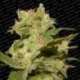 10 UND FEM - AUTO JACK * PARADISE SEEDS 10 UND FEMINIZADAS