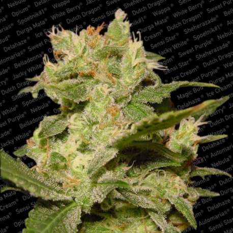 10 UND FEM - AUTO JACK * PARADISE SEEDS 10 UND FEMINIZADAS