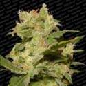 10 UND FEM - AUTO JACK * PARADISE SEEDS 10 UND FEMINIZADAS