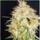 3 UND FEM - CRITICAL WIDOW * PROFESSIONAL SEEDS 3 UND FEMINIZADAS