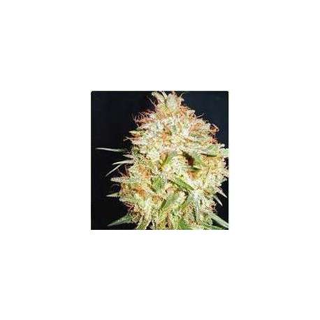 3 UND FEM - CRITICAL WIDOW * PROFESSIONAL SEEDS 3 UND FEMINIZADAS